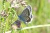 Plebejus argus
